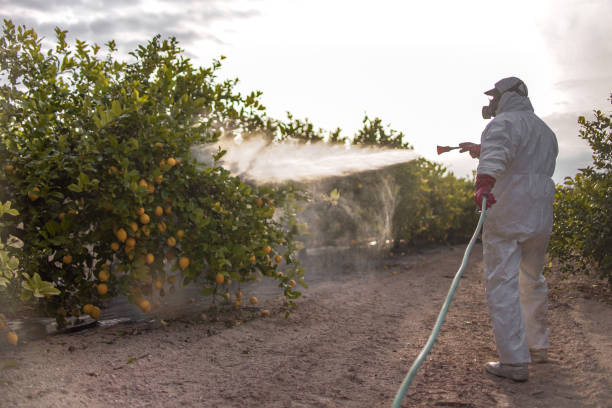 Best Pest Control Near Me  in Orcutt, CA