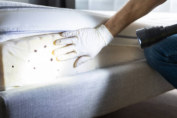 Best Flea Control Services  in Orcutt, CA