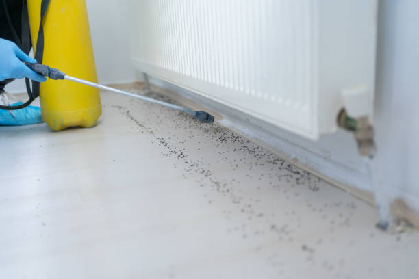 Best Pest Control Near Me  in Orcutt, CA